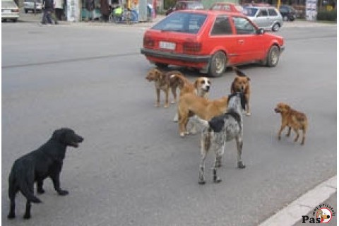 Zbrinjavanje pasa lutalica u Leskovcu Zbrinjavanje pasa lutalica u Leskovcu