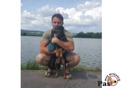 HARLI - Nemački lovački terijer