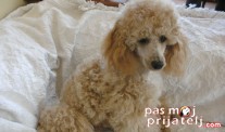 Dresura pudle