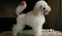 Istorijat Pudle