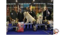 Cacib Beograd 2011