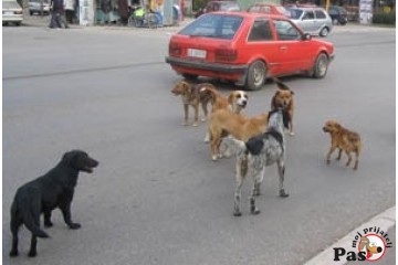Zbrinjavanje pasa lutalica u Leskovcu