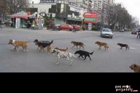Psi zaklali 500 fazana